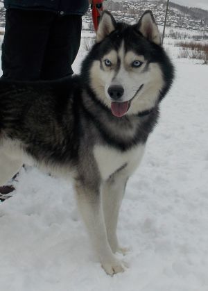 Dog Photo
