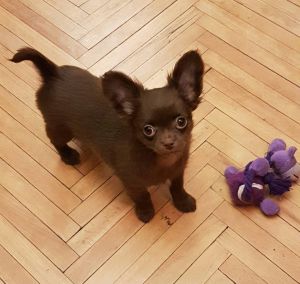 Dog Photo