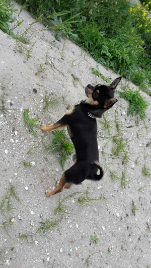Dog Photo