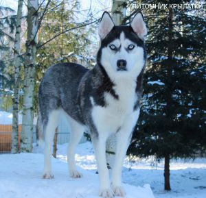 Dog Photo