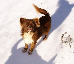 Dog Photo