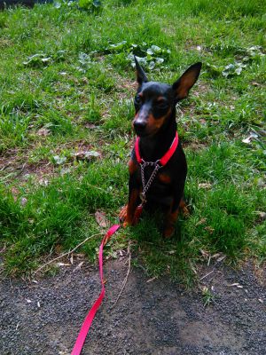Dog Photo