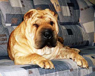 Dog Photo