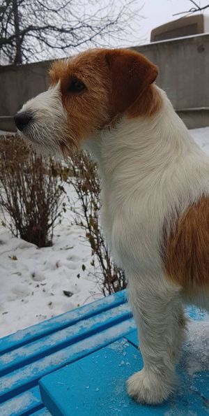 Dog Photo
