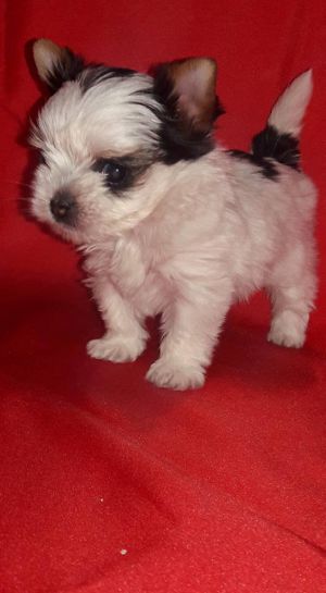 CELESTIAL STAR EVITA BELLA