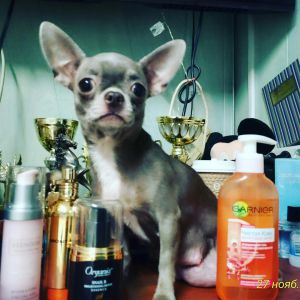 Dog Photo