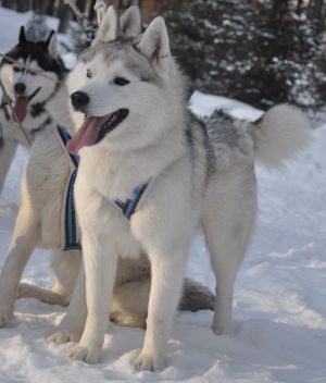 Dog Photo