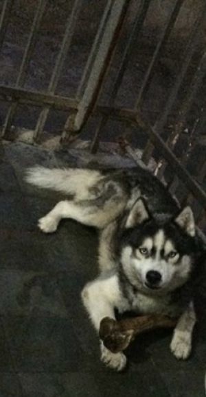 Dog Photo