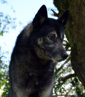 Dog Photo