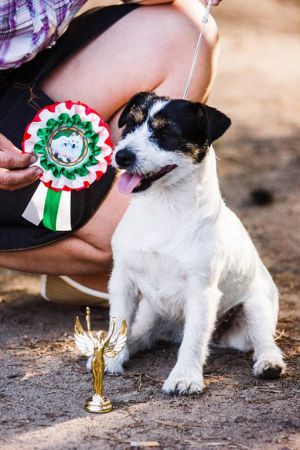 Dog Photo