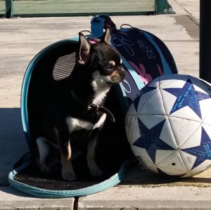 Dog Photo