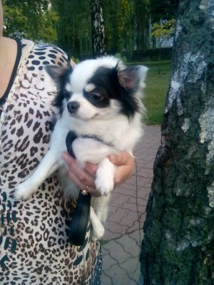 Dog Photo