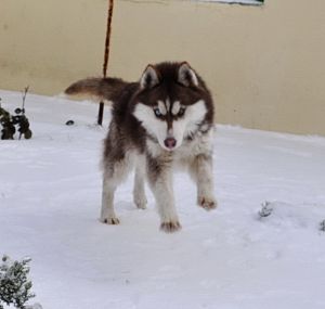 Dog Photo