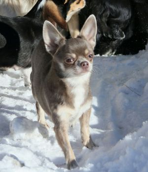 Dog Photo