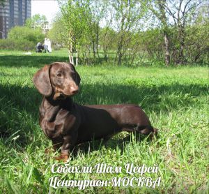 Dog Photo