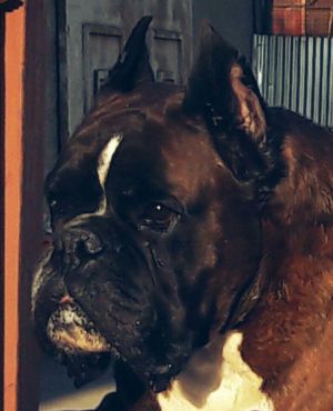 Dog Photo