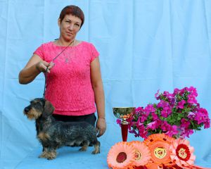 Dog Photo