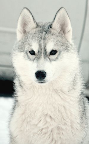 Dog Photo