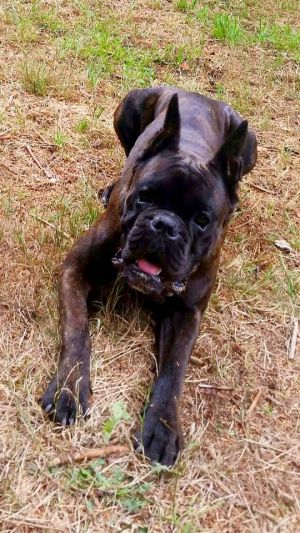 Dog Photo