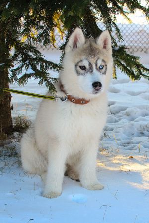 Dog Photo