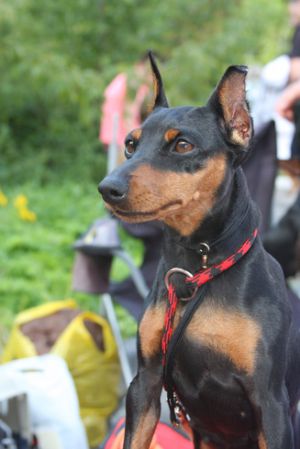 Dog Photo