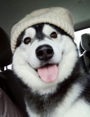 Dog Photo