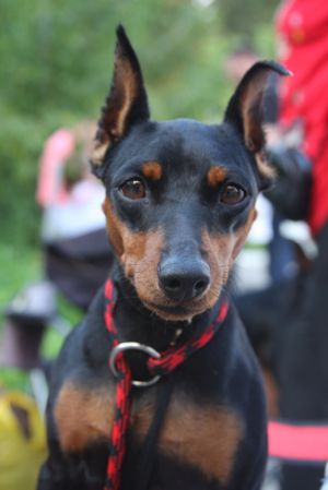 Dog Photo