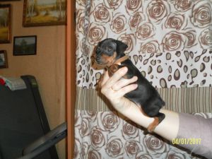 Dog Photo