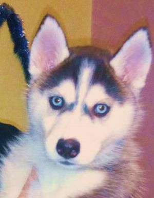 Dog Photo
