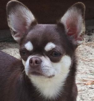 Dog Photo