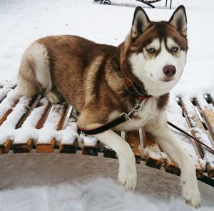 Dog Photo
