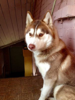 Dog Photo