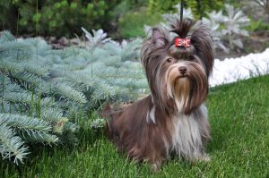 Dog Photo