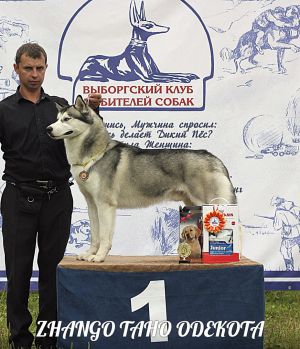 Dog Photo