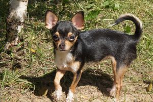 Dog Photo
