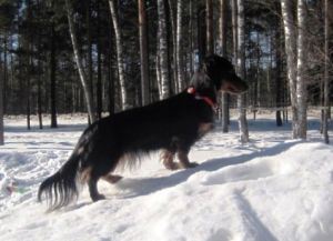 Dog Photo