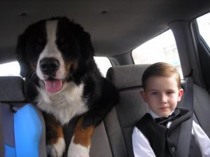 Dog Photo