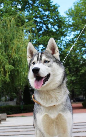 Dog Photo