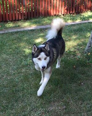 Dog Photo