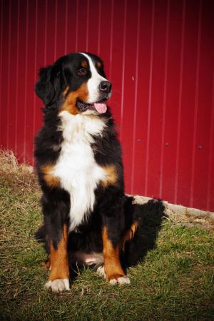 Dog Photo