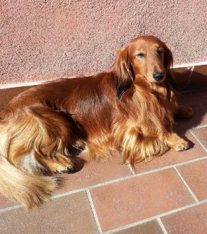 Dog Photo