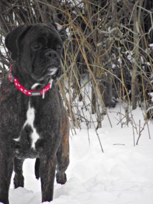 Dog Photo