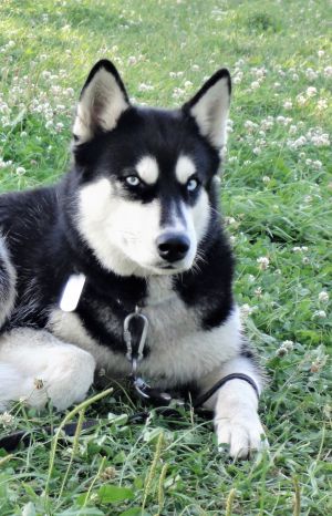 Dog Photo