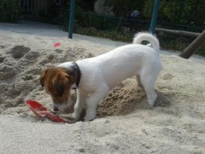 Dog Photo