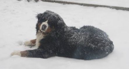 Dog Photo