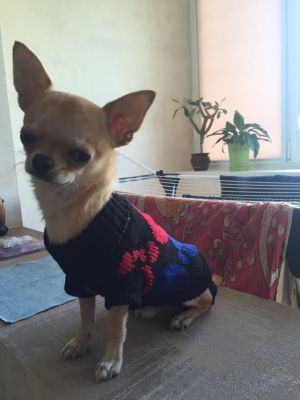 Dog Photo