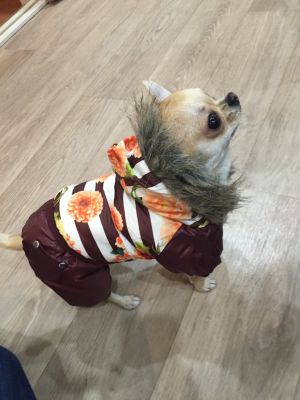 Dog Photo
