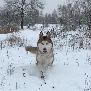 Dog Photo
