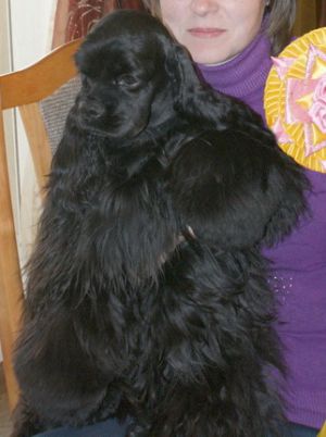 Dog Photo