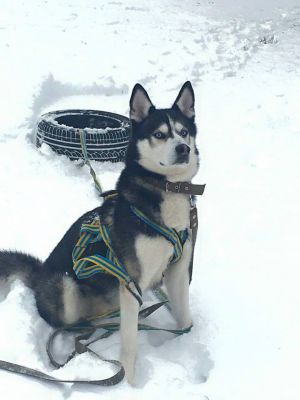 Dog Photo